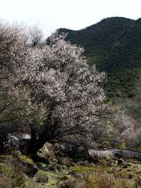 清明假期 林芝旅行攻略來襲
