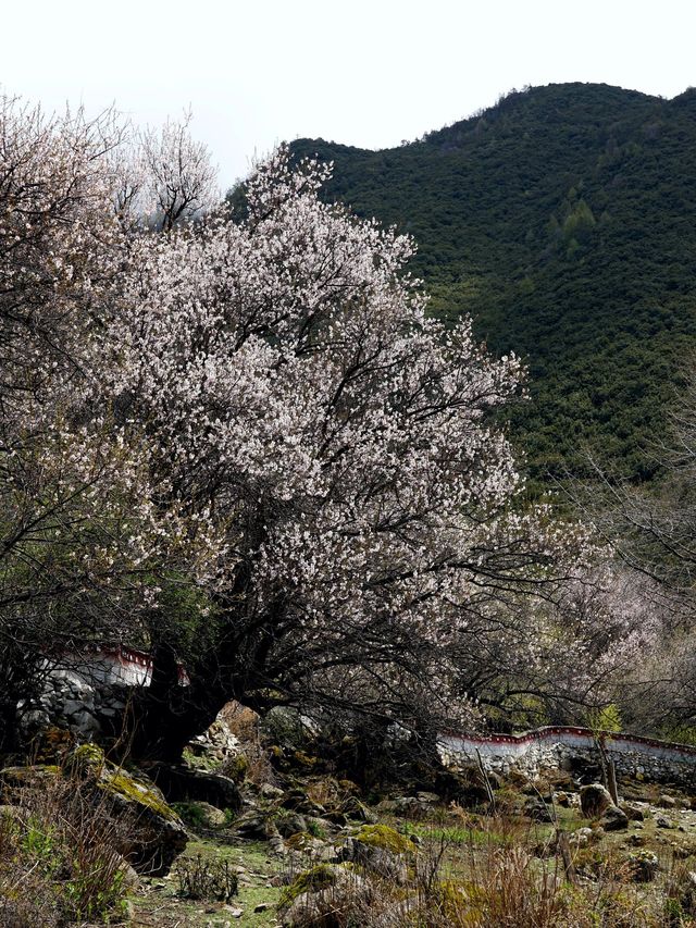 清明假期 林芝旅行攻略來襲
