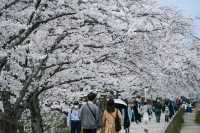 Discover the Hidden Cherry Blossom Gem of Saho River in Nara