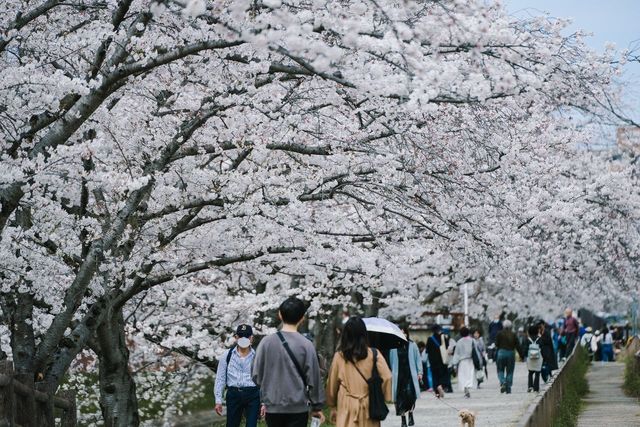 Discover the Hidden Cherry Blossom Gem of Saho River in Nara
