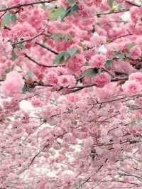 廣東3月賞花呢6個絕美賞花地請收好