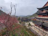 東華寺祈福·遇見繁花