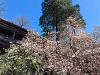 北京門頭溝潭柘寺｜古寺春色，一眼千年