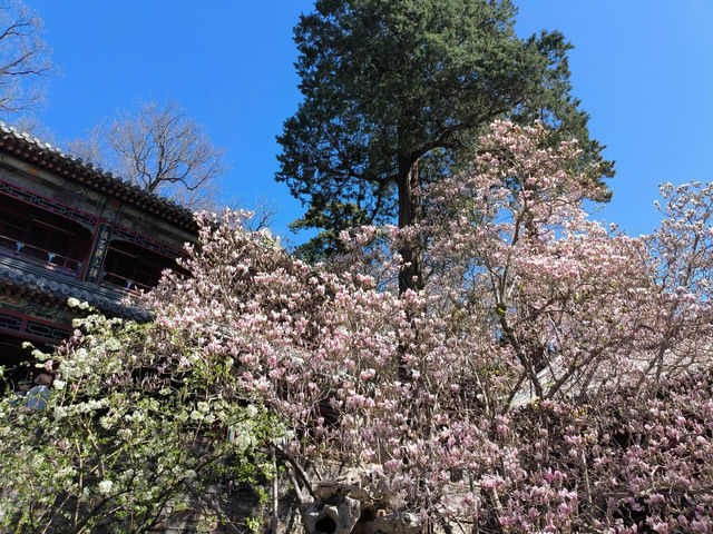 北京門頭溝潭柘寺｜古寺春色，一眼千年
