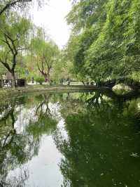 救命呀！成都呢個公園已經被花海包圍咗