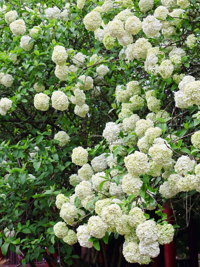 長沙烈士公園繡球花觀賞攻略4月必衝