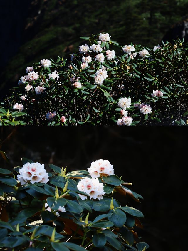 赴一場杜鵑花海|轎子雪山嘅反季浪漫