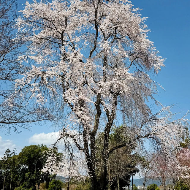 🌸醍醐寺櫻花！3.30實況🌸  