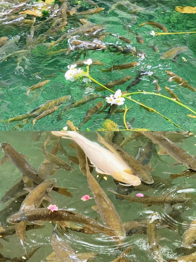 昆明豐澤源植物園真嘅好靚！！！