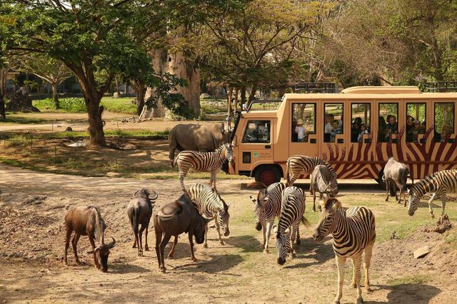 巴厘島野生動物園：與自然共舞的奇幻之旅