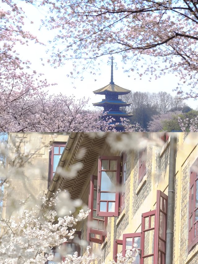 不建議來武漢睇櫻花，呢個伏位踩一個中一個