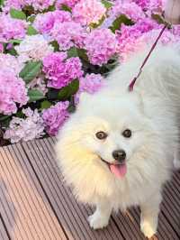 🌷珠海新貌 | 治愈系花海棧道，美翻啦🌸