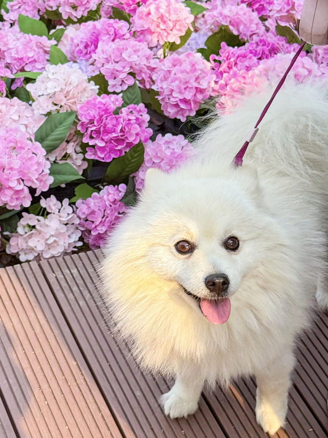 🌷珠海新貌 | 治愈系花海棧道，美翻啦🌸