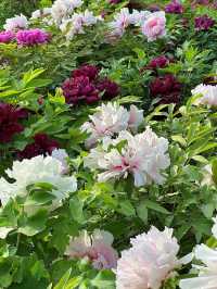 西安賞花遊興慶宮鬱金香花海太美了