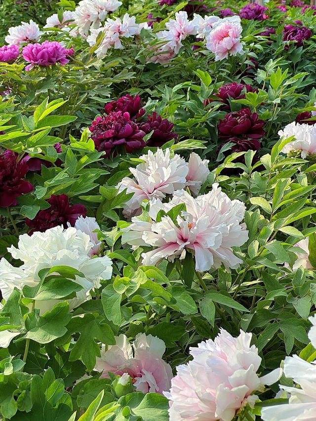 西安賞花遊興慶宮鬱金香花海太美了