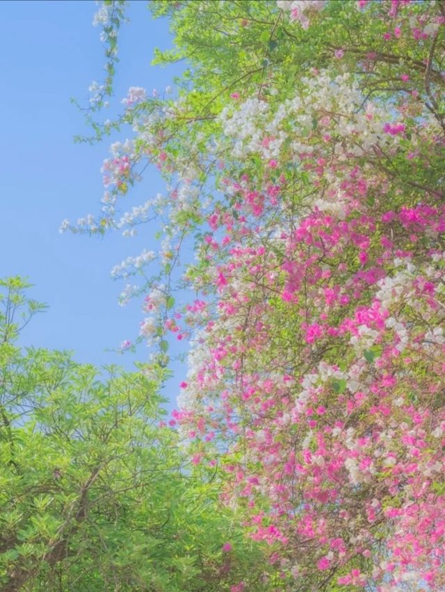 在園博園，看到了春日賞花天花板