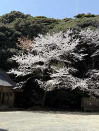 🌸福岡櫻花實拍 | 櫻井神社的春日驚喜🌸