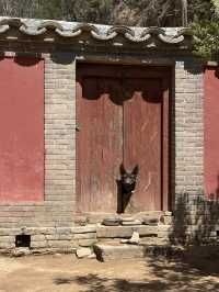 五一走跳｜探訪佛門清淨地·佛光寺