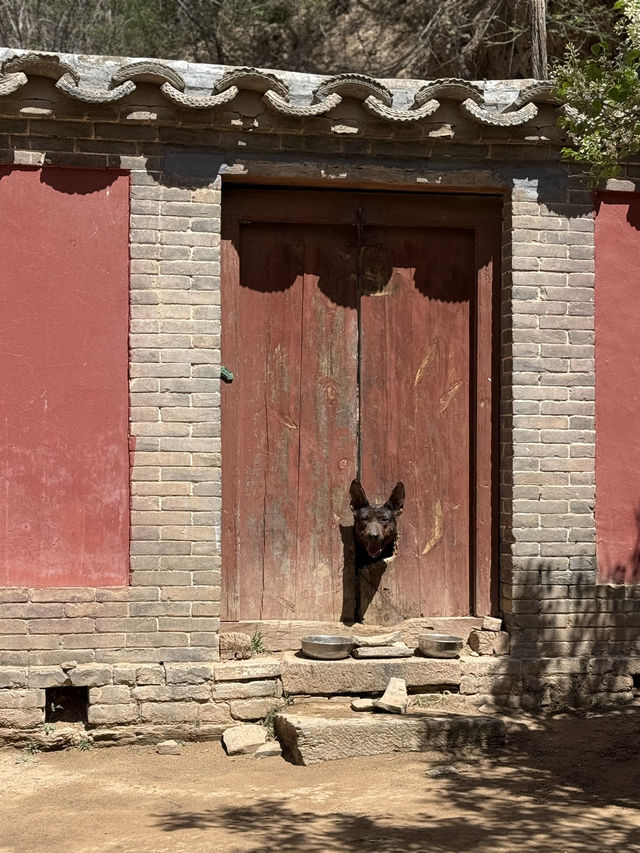 五一走跳｜探訪佛門清淨地·佛光寺