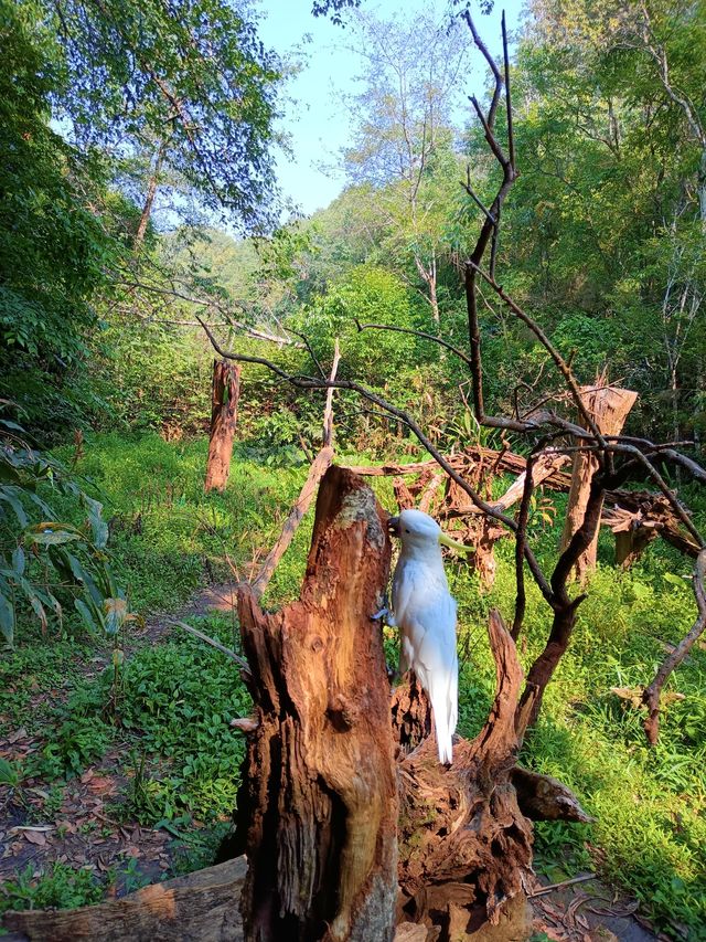 太陽河原始森林公園