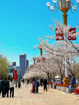 Weifang Limited Edition: Cherry Blossom Season at People's Square