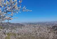 走近香山，走進春天