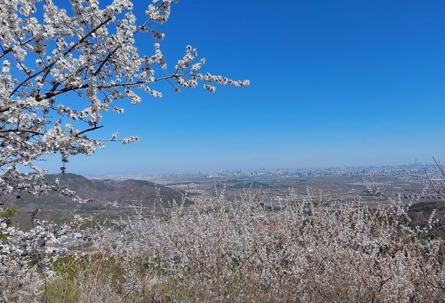 走近香山，走進春天