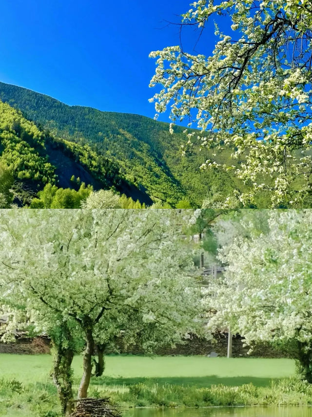 接下來的川西，是浪漫的俄色花海