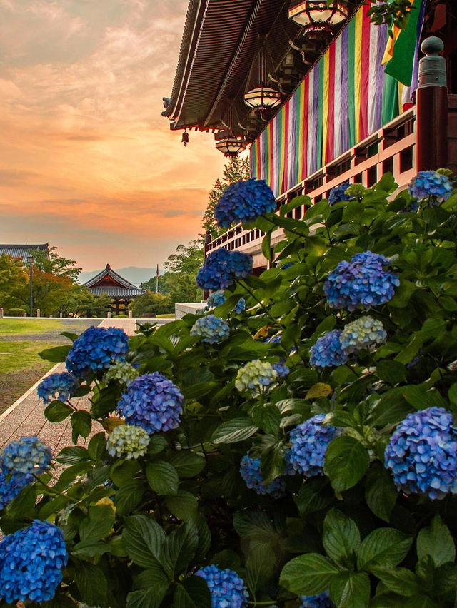 京都智積院 | 繡球花的禪意之美