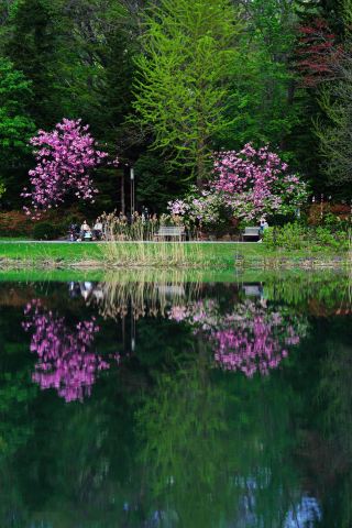 Water Mirror Cherry Blossom Spirit: A Day and Night Stroll in Nakajima Park, Sapporo