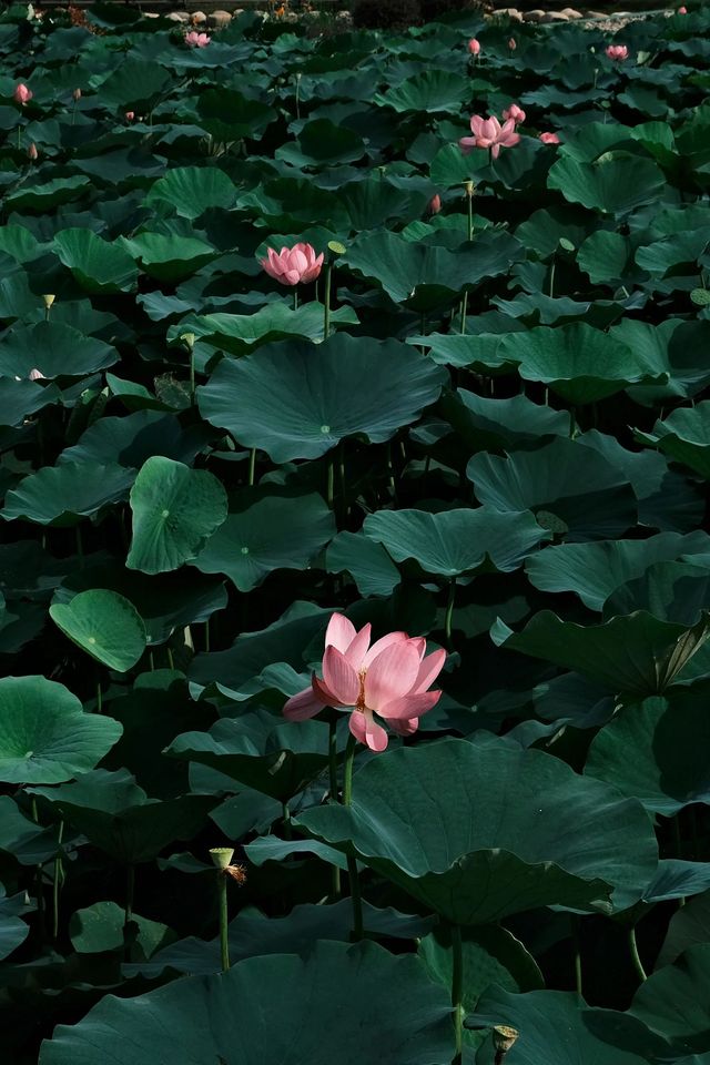 杭州周邊賞荷好去處🪷夏日頂流真係太驚艷
