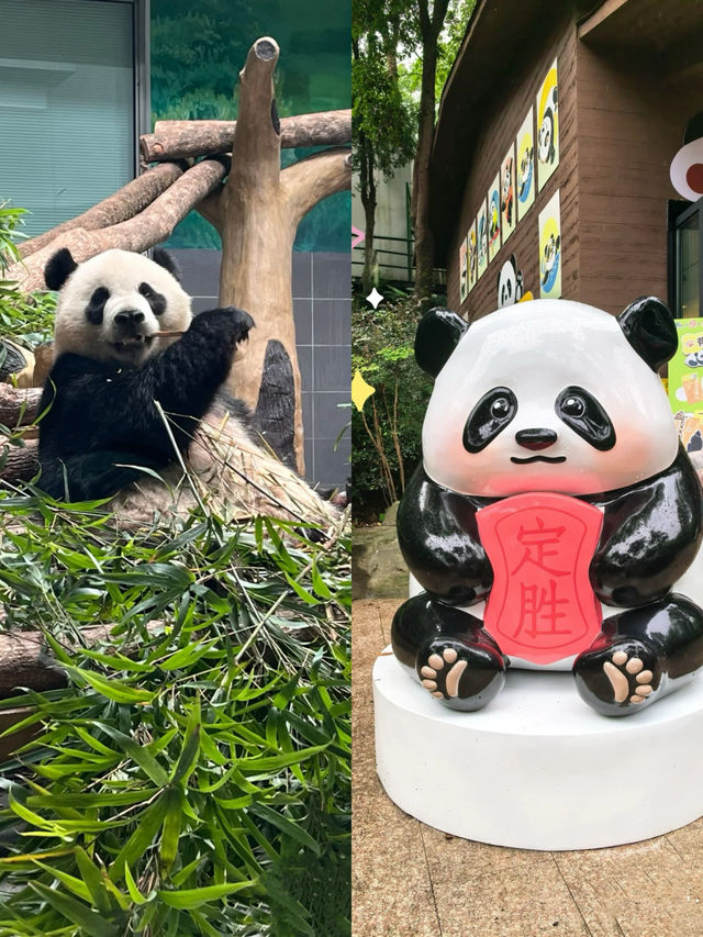 梅雨季同暑假都啱玩嘅溫州大熊貓館親子遊攻略