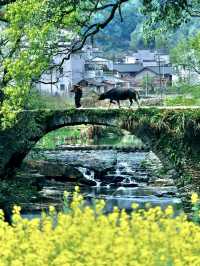 婺源遊玩高光指南｜本地人私藏玩法大公開。