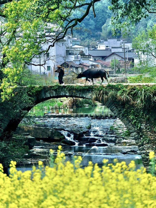 婺源遊玩高光指南｜本地人私藏玩法大公開。