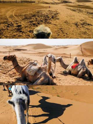 Hohhot Surrounding Tours | 3 Days Wild Adventure Across Grasslands, Volcanoes, and Deserts