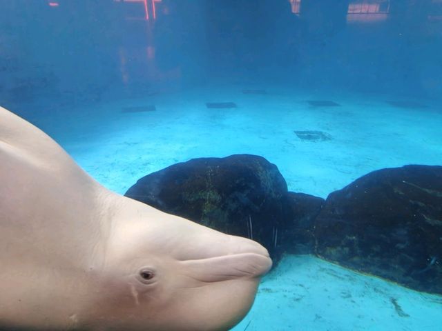 成都極地海洋公園深度漫遊指南｜避開人潮的私房攻略