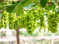 The grapes here are exceptionally good.