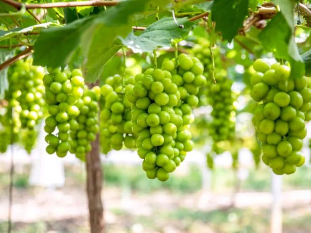 The grapes here are exceptionally good.