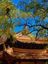 普陀山—佛系朝聖之旅