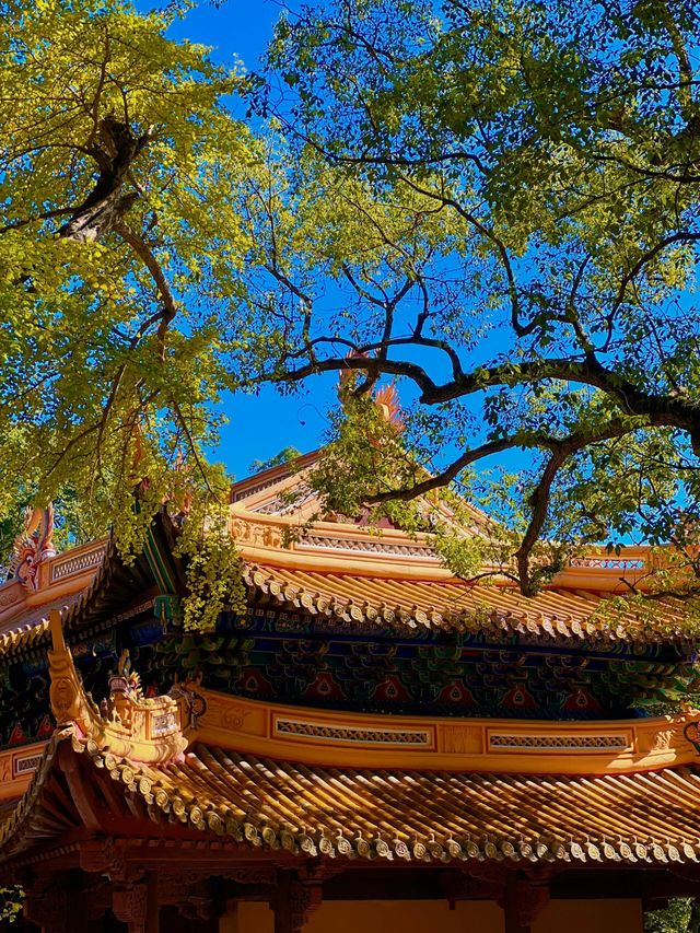 普陀山—佛系朝聖之旅