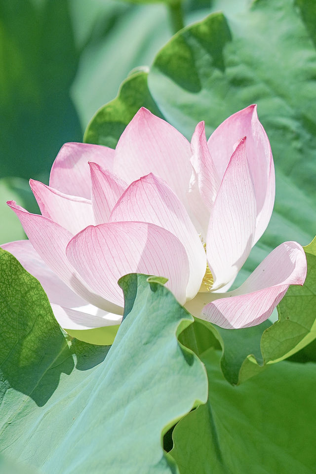 夏•荷🪷喺海曙村莊遇見免費嘅荷花池