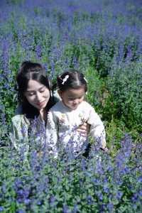 新都橋嘅薰衣草開花啦，夏日限定嘅浪漫紫色花海！