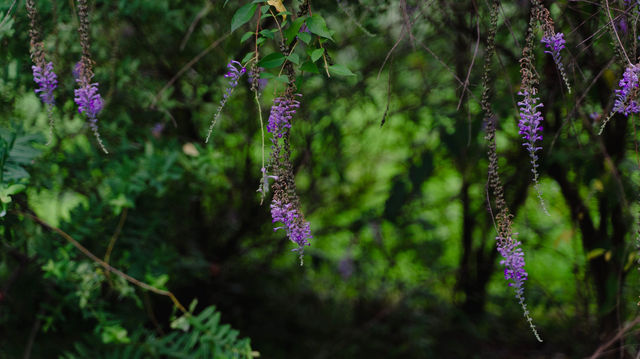 8月去看看蘇州版莫奈的花園，睡蓮美到窒息