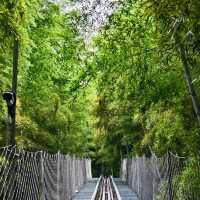 This is the Legendary Bamboo Forest of Crouching Tiger