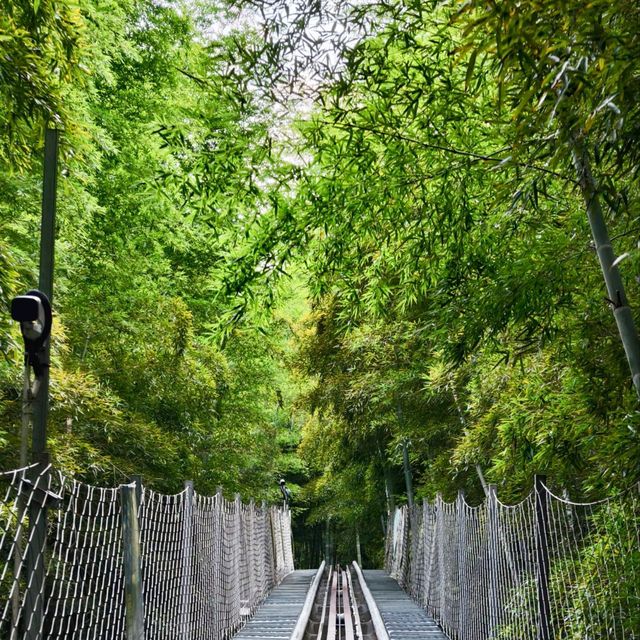 This is the Legendary Bamboo Forest of Crouching Tiger