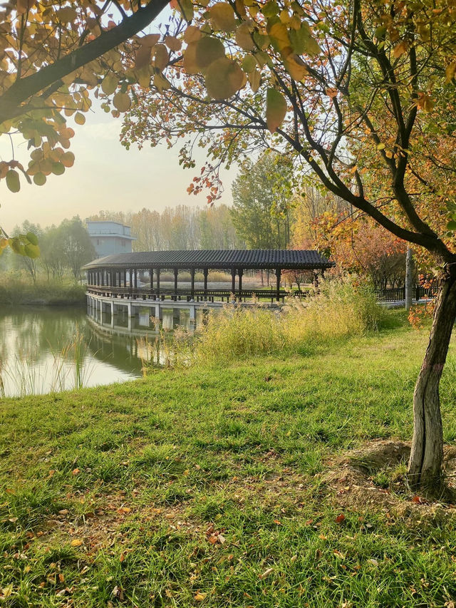 杏花雲海.風拂春夢 杏花雲海.風拂春夢