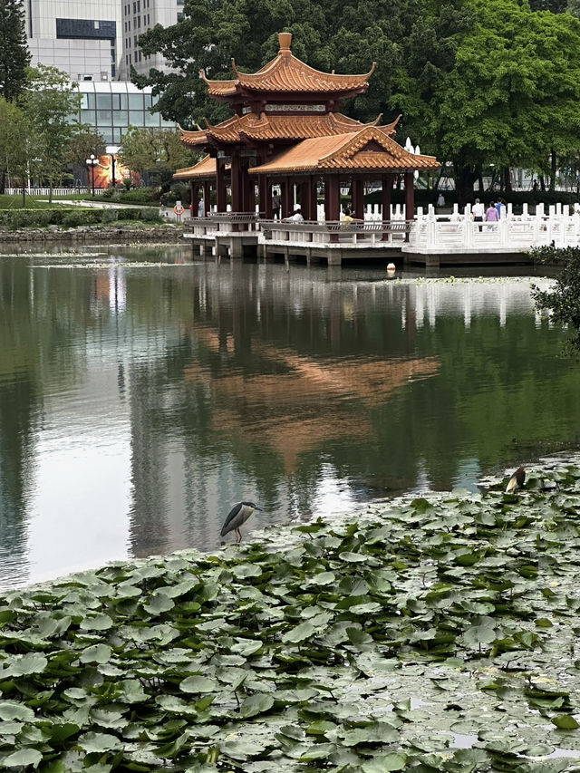 Lychee Park Shenzhen
