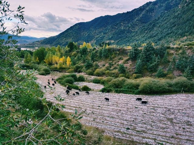 Title: Hidden Gems of Yunnan: A Journey into Remote Tibetan Villages