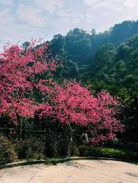 Bamboo trails, mountain air, and a zipline through the clouds — Guangzhou escape!