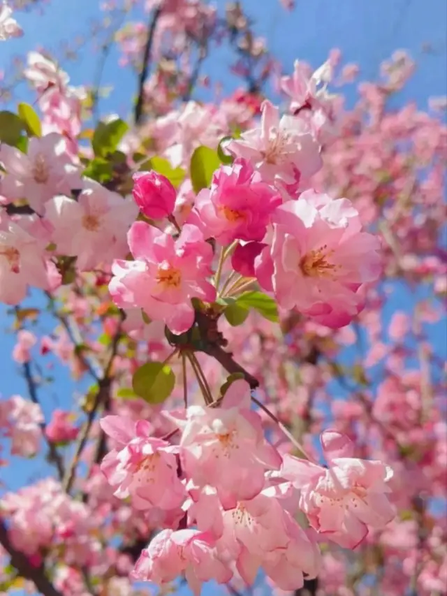 Spring City Zoo Adventure! See 500 Amazing Animals for 20 Yuan!